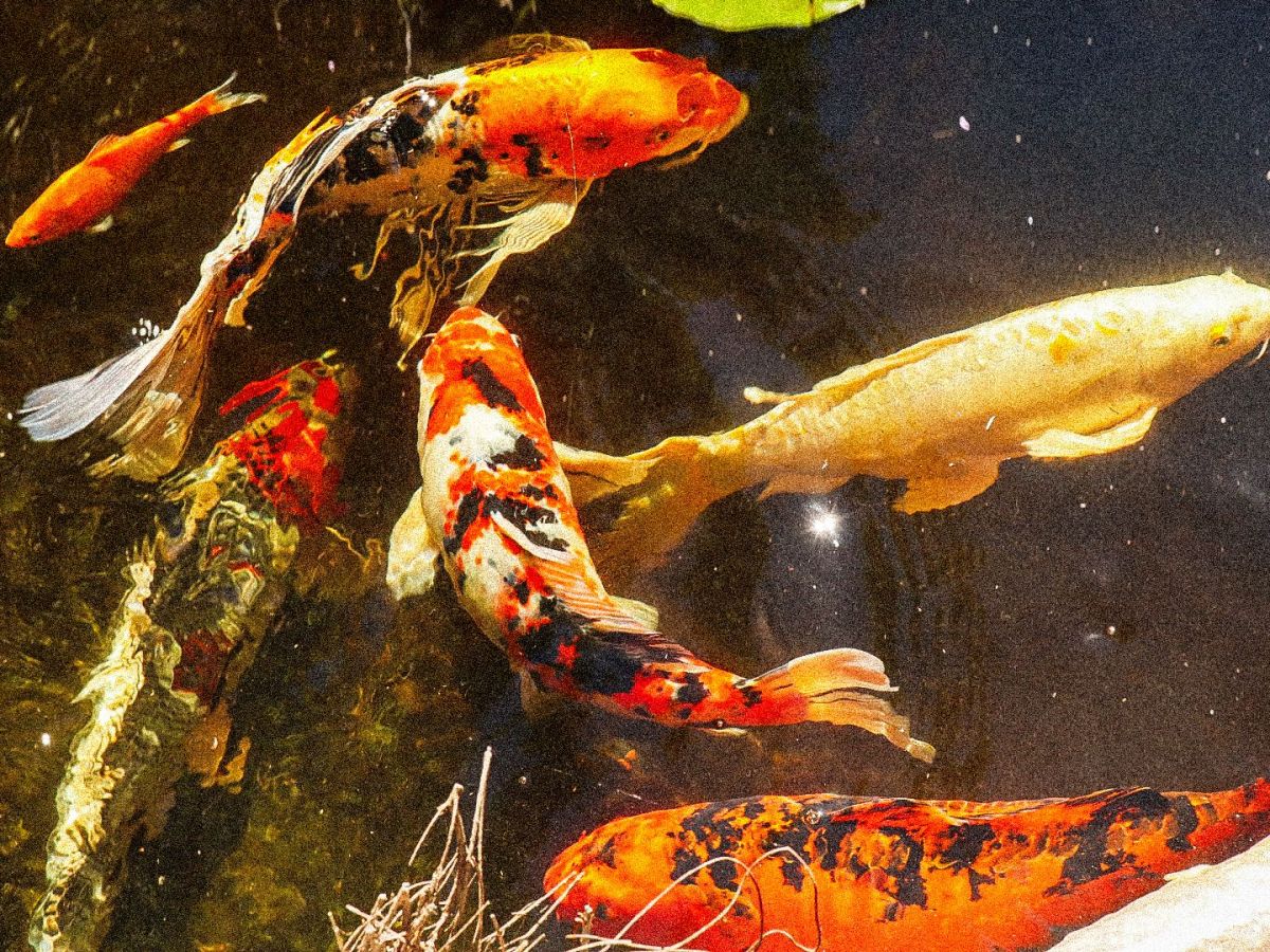 Quand la photographie devient peinture : La peinture&nbsp;néerlandaise